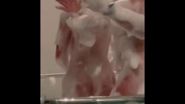 Emarrb Nude Soapy Bath Video Leaked